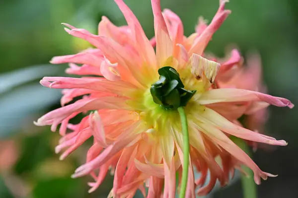 Close View Beautiful Pink Flowers Garden — ストック写真