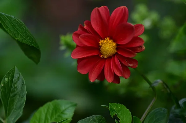 Vista Cerca Hermosas Flores Rojas Jardín —  Fotos de Stock