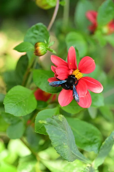 Bahçedeki Güzel Çiçek Arı — Stok fotoğraf