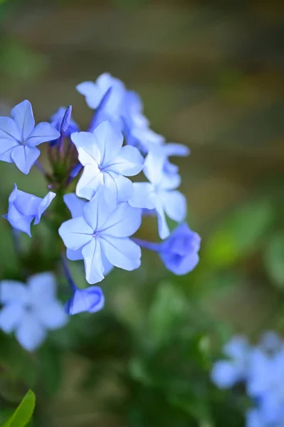 Closeup View Beautiful Blue Flowers Garden — Stok fotoğraf