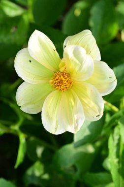 Bahçedeki güzel beyaz ve sarı çiçekleri kapat.