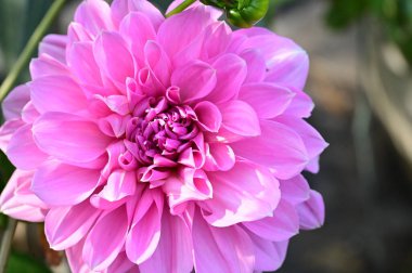 Bahçedeki güzel pembe çiçeklerin yakın görüntüsü