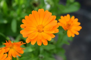 Bahçedeki güzel turuncu çiçekleri kapat.