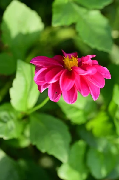 Закрыть Вид Красивые Розовые Цветы Саду — стоковое фото