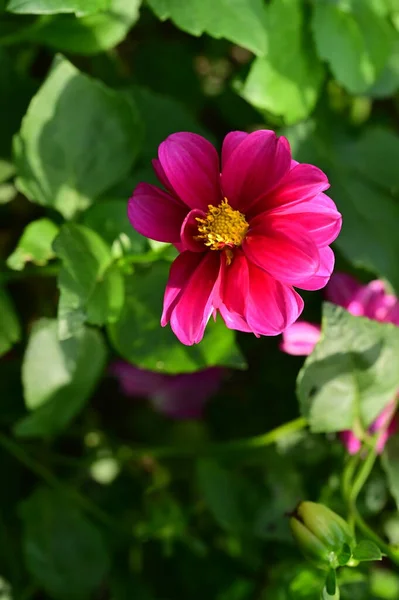 Close View Beautiful Pink Flowers Garden — стоковое фото