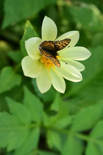 黄色の花に座っている蝶のクローズアップ — ストック写真