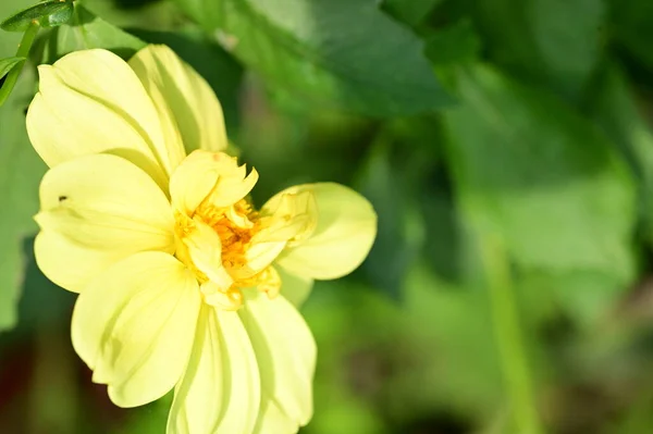 Schöne Gelbe Blumen Nahsicht Sommerkonzept — Stockfoto