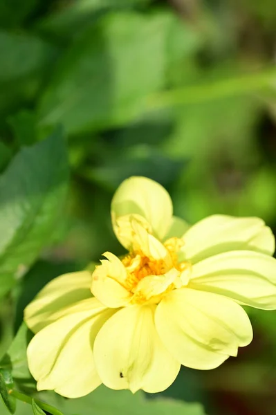 Belas Flores Amarelas Vista Perto Conceito Verão — Fotografia de Stock