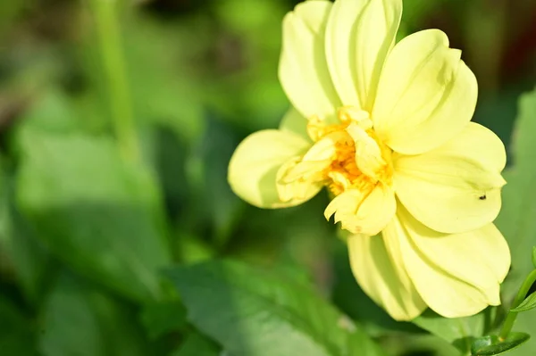 Красивые Желтые Цветы Крупный План Летняя Концепция — стоковое фото