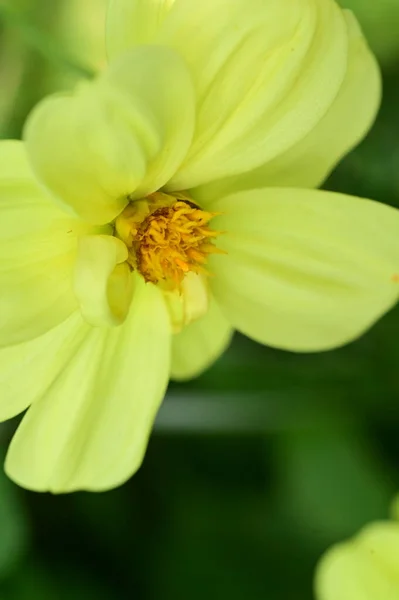 Bellissimi Fiori Gialli Vista Vicino Concetto Estivo — Foto Stock