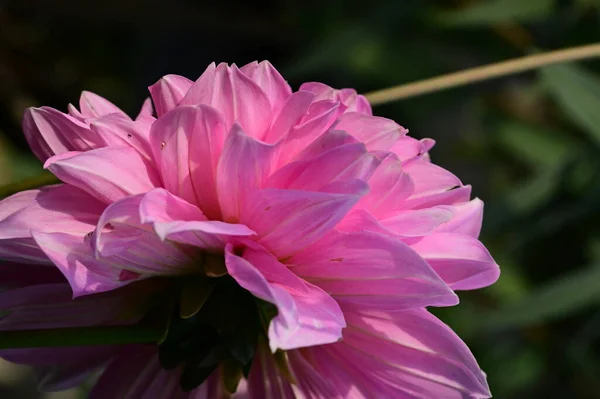 庭の綺麗なピンクの花を間近で見ることができ — ストック写真