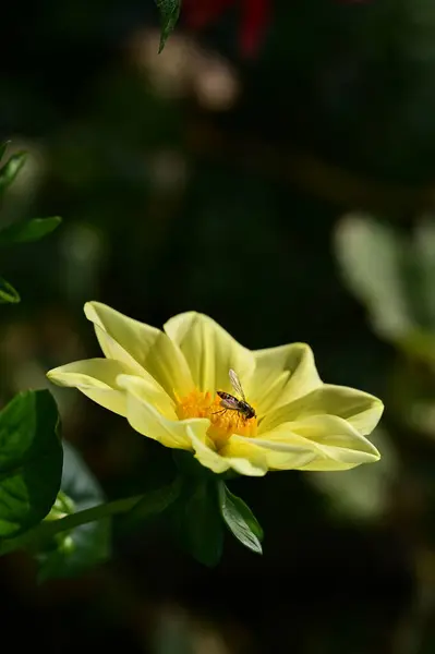 Insecte Assis Sur Belles Fleurs Jaunes Vue Rapprochée Concept Été — Photo