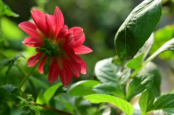 Close View Beautiful Red Flowers Garden — Stock Photo, Image