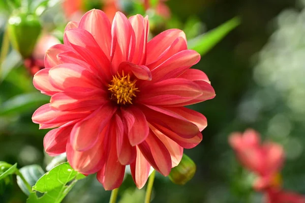 Vue Rapprochée Belles Fleurs Rouges Dans Jardin — Photo