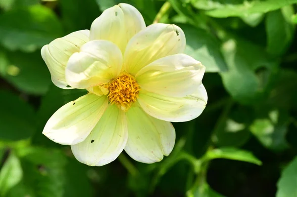 Крупним Планом Вид Красиві Білі Жовті Квіти Саду — стокове фото