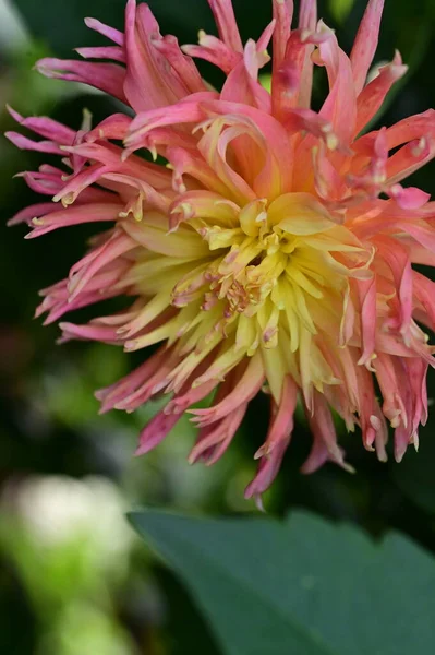 Close View Beautiful Pink Flowers Garden — Stock Fotó