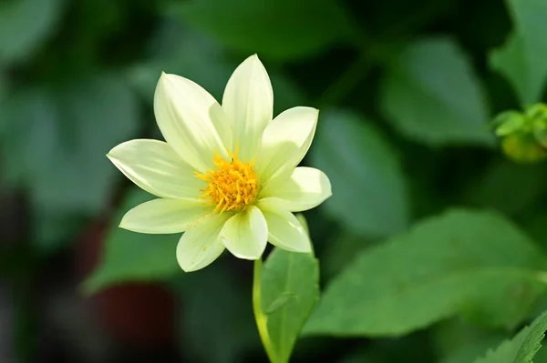 Vista Vicino Bellissimi Fiori Bianchi Gialli Giardino — Foto Stock