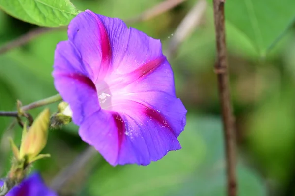 Närbild Vackra Lila Blommor Trädgården — Stockfoto