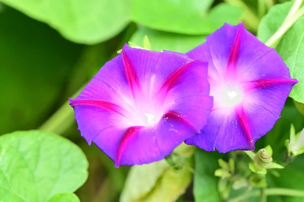 Close Uitzicht Prachtige Paarse Bloemen Tuin — Stockfoto