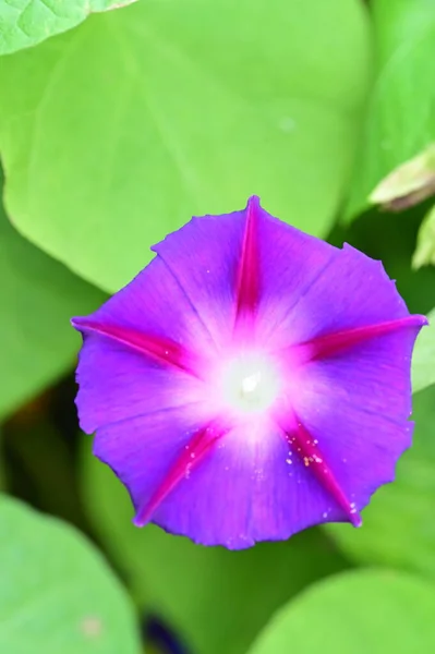 庭の美しい紫色の花を間近に見ることができ — ストック写真