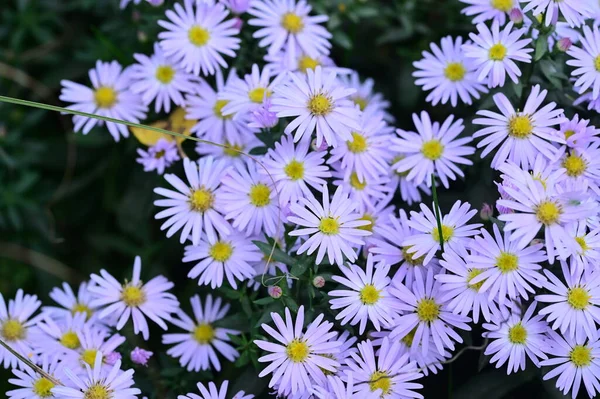 Närbild Vacker Liten Blommor Sommar Koncept — Stockfoto