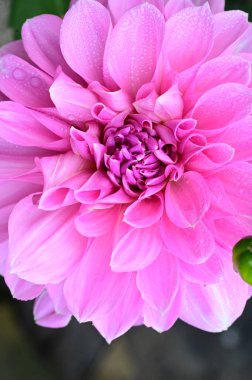 Bahçedeki güzel pembe çiçeklerin yakın görüntüsü