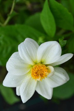 Bahçedeki güzel beyaz ve sarı çiçekleri kapat.