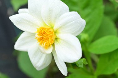 Bahçedeki güzel beyaz ve sarı çiçekleri kapat.