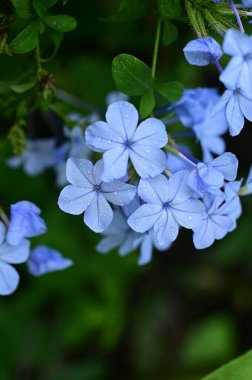 closeup view of beautiful blue flowers in the garden
