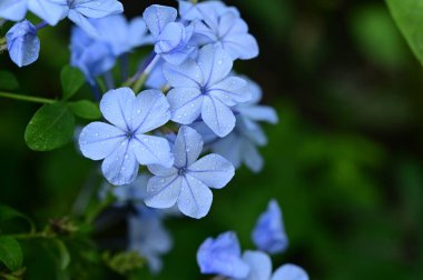 closeup view of beautiful blue flowers in the garden