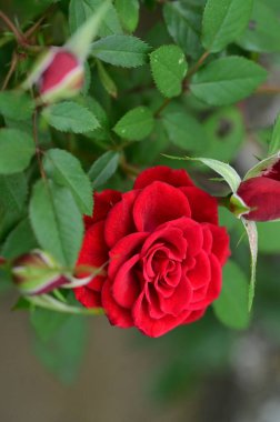 Bahçedeki güzel kırmızı gülü yakından çek.