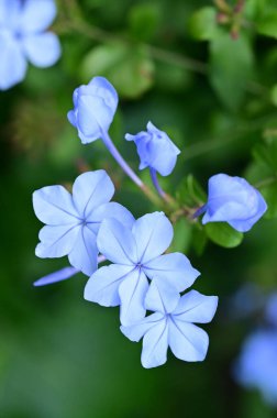 closeup view of beautiful blue flowers in the garden