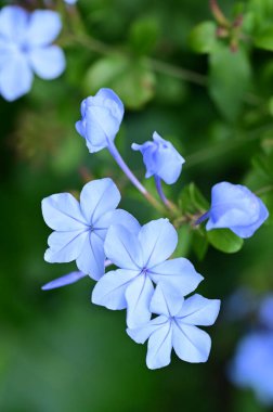closeup view of beautiful blue flowers in the garden