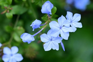 closeup view of beautiful blue flowers in the garden