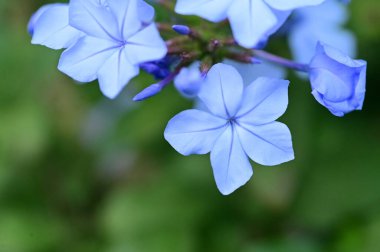 closeup view of beautiful blue flowers in the garden