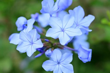 closeup view of beautiful blue flowers in the garden