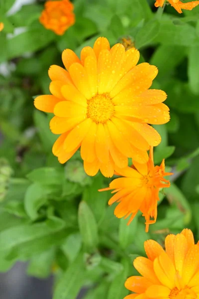 Vue Rapprochée Belles Fleurs Oranges Dans Jardin — Photo