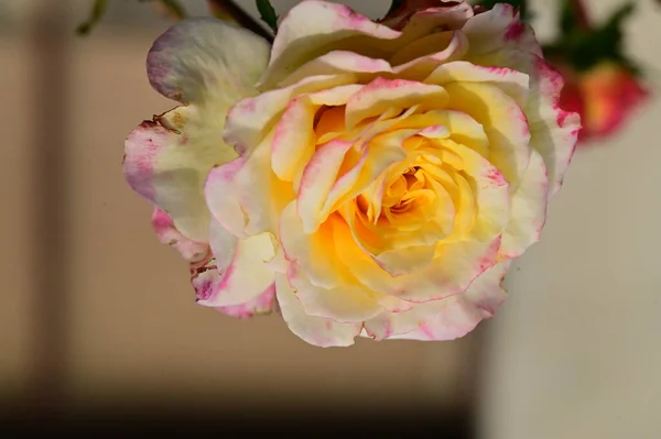 Beautiful Tender Rose Garden Blurred Background — Stock Photo, Image