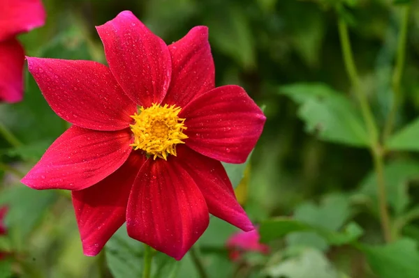 Vista Cerca Hermosas Flores Rojas Jardín —  Fotos de Stock
