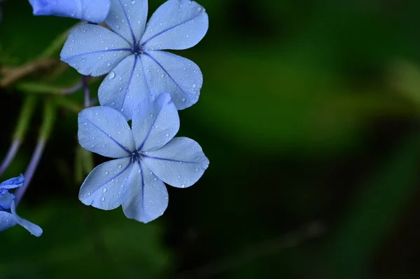 Closeup View Beautiful Blue Flowers Garden — Fotografia de Stock