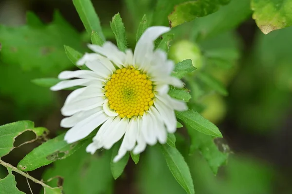 Nahaufnahme Von Schönen Weißen Und Gelben Blumen Garten — Stockfoto