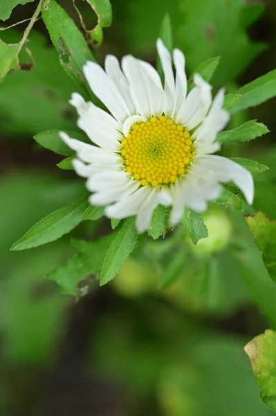 庭の美しい白と黄色の花を間近に見ることができます — ストック写真