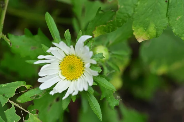 Крупним Планом Вид Красиві Білі Жовті Квіти Саду — стокове фото