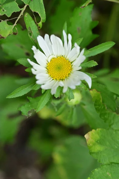 花园里美丽的白花和黄花的近景 — 图库照片