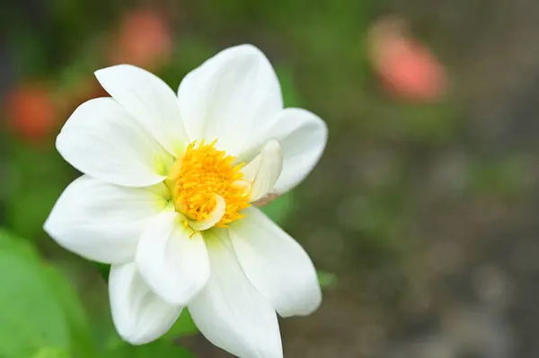 Vue Rapprochée Belles Fleurs Blanches Jaunes Dans Jardin — Photo
