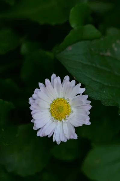 花园里美丽的白花和黄花的近景 — 图库照片