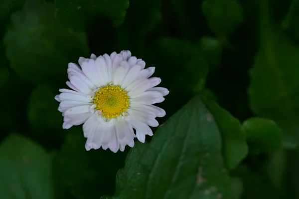 Bliska Widok Pięknych Białych Żółtych Kwiatów Ogrodzie — Zdjęcie stockowe