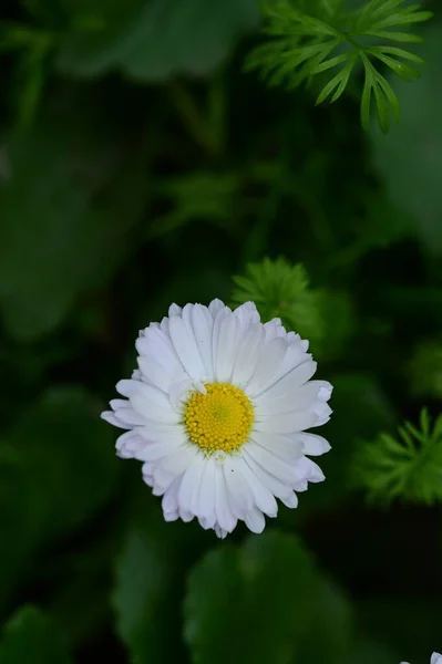 花园里美丽的白花和黄花的近景 — 图库照片