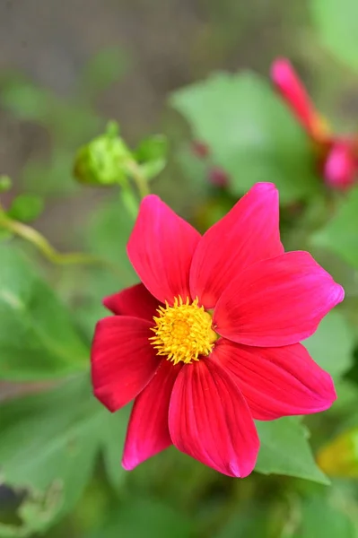 Bliska Widok Pięknych Czerwonych Kwiatów Ogrodzie — Zdjęcie stockowe