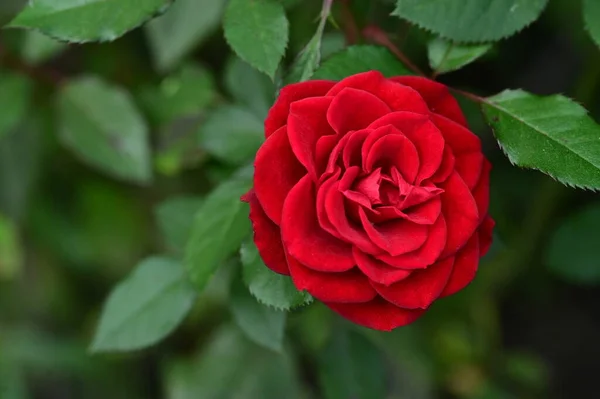 Nahaufnahme Der Schönen Roten Rose Garten — Stockfoto